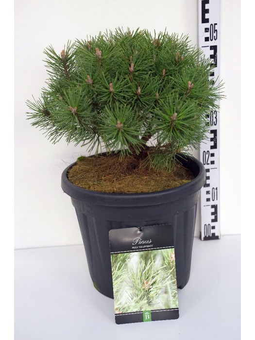 Pušis kalninė (Lot Pinus mugo) 'Columnaris' C15 30-40 CM-PUŠYS-SPYGLIUOČIAI