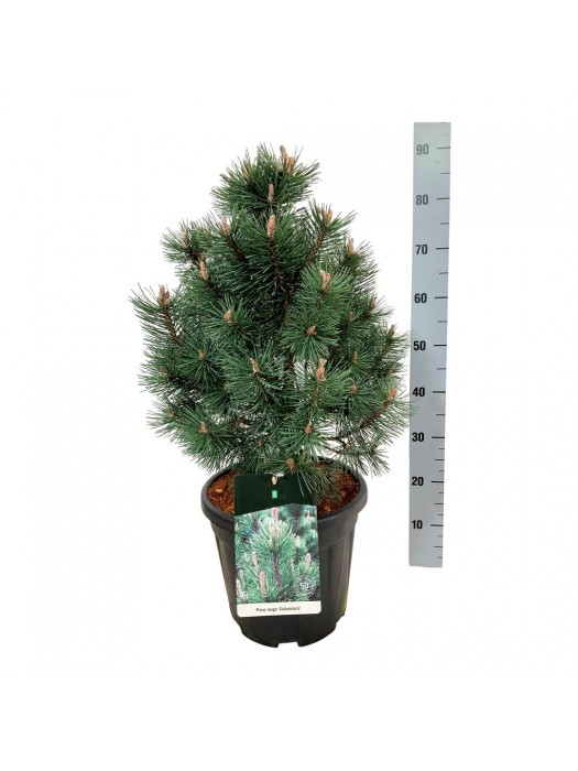 Pušis kalninė (Lot Pinus mugo) 'Columnaris' C15 50-60 CM-PUŠYS-SPYGLIUOČIAI