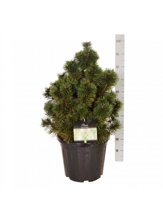 Pušis kalninė (Lot Pinus mugo) 'Columnaris' C30 60-80 CM-PUŠYS-SPYGLIUOČIAI