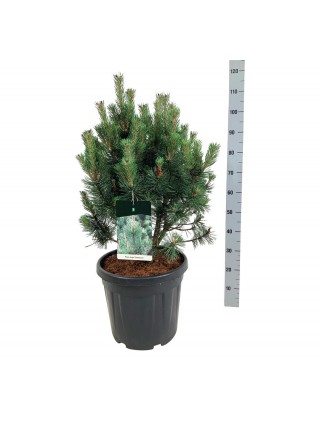 Pušis kalninė (Lot Pinus mugo) 'Columnaris' C30 60-80 CM-PUŠYS-SPYGLIUOČIAI