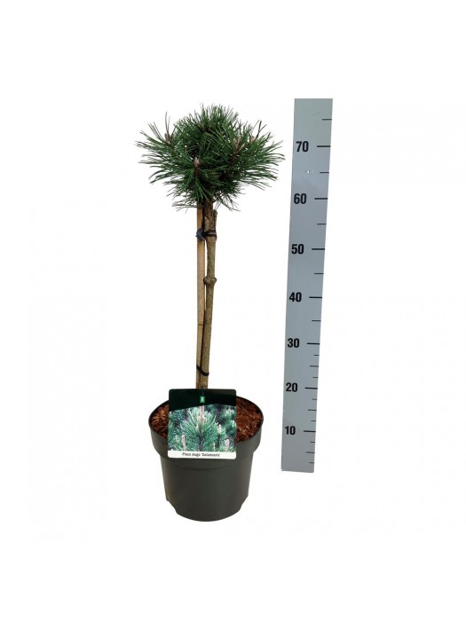 Pušis kalninė (Lot Pinus mugo) 'Columnaris' C5/P23 KOTAS 40 CM-PUŠYS-SPYGLIUOČIAI