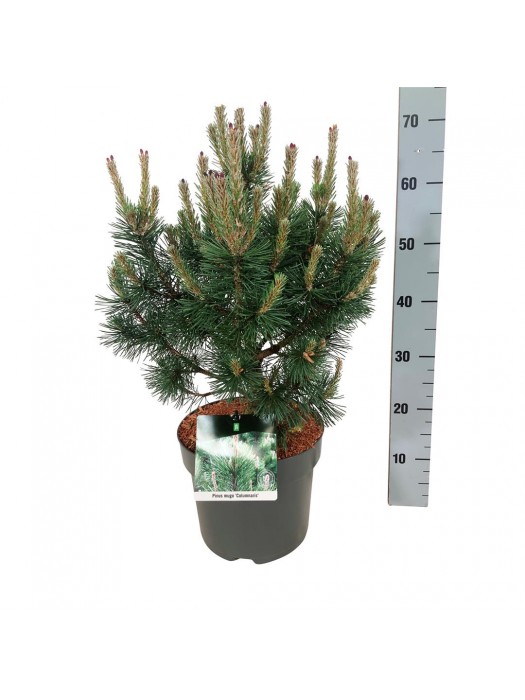 Pušis kalninė (Lot Pinus mugo) 'Columnaris' C7,5/P26 40-50 CM-PUŠYS-SPYGLIUOČIAI