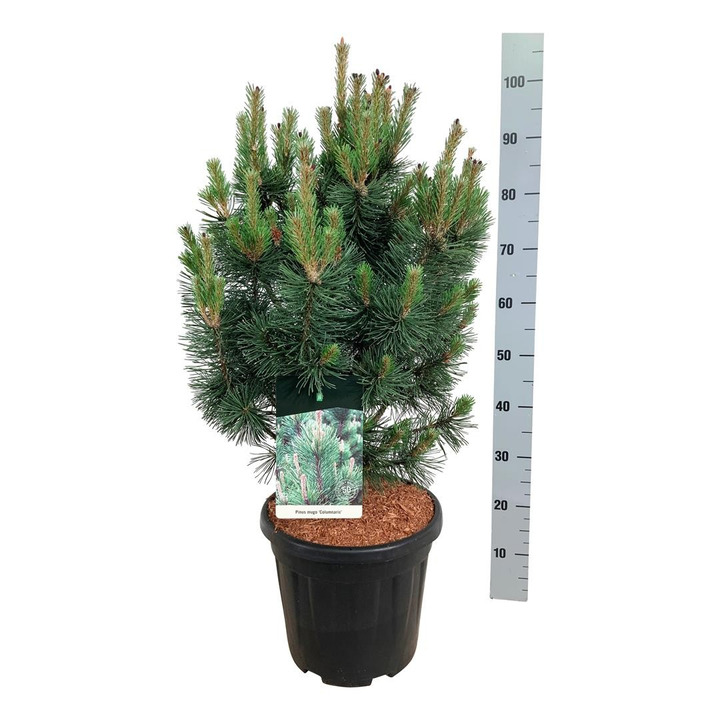 Pušis kalninė (Lot Pinus mugo) 'Columnaris' C15 60-80 CM-PUŠYS-SPYGLIUOČIAI