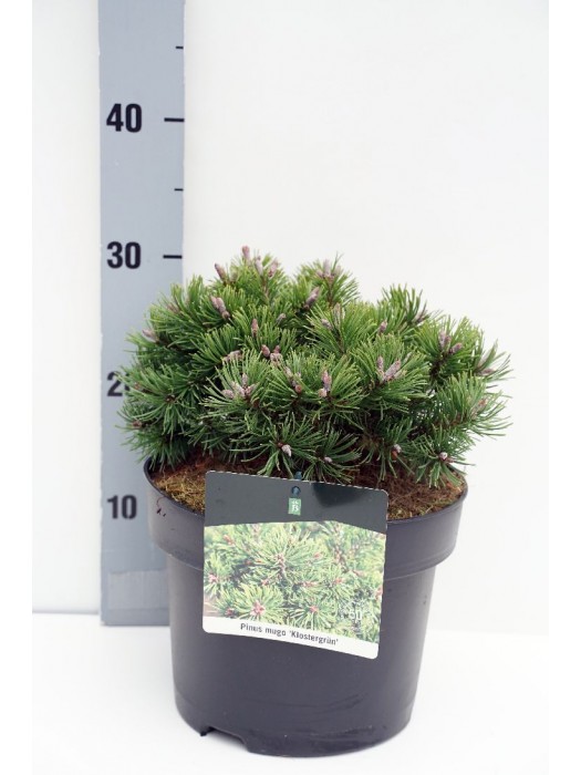 Pušis kalninė (Lot Pinus mugo) 'Klostergrun' C5/P23 20-25 CM-PUŠYS-SPYGLIUOČIAI