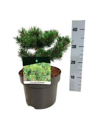 Pušis kalninė (Lot Pinus mugo) 'Klostergrun' C5/P23 20-25 CM-PUŠYS-SPYGLIUOČIAI