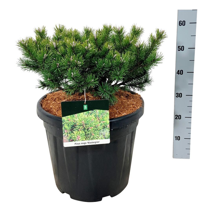 Pušis kalninė (Lot Pinus mugo) 'Klostergrun' C15 40-50 CM-PUŠYS-SPYGLIUOČIAI