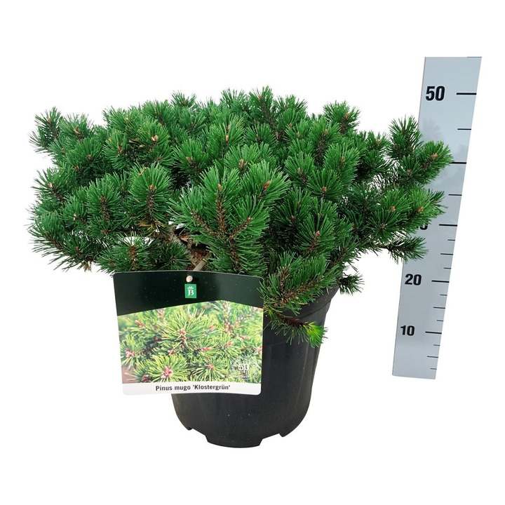 Pušis kalninė (Lot Pinus mugo) 'Klostergrun' C15 40-50 CM-PUŠYS-SPYGLIUOČIAI