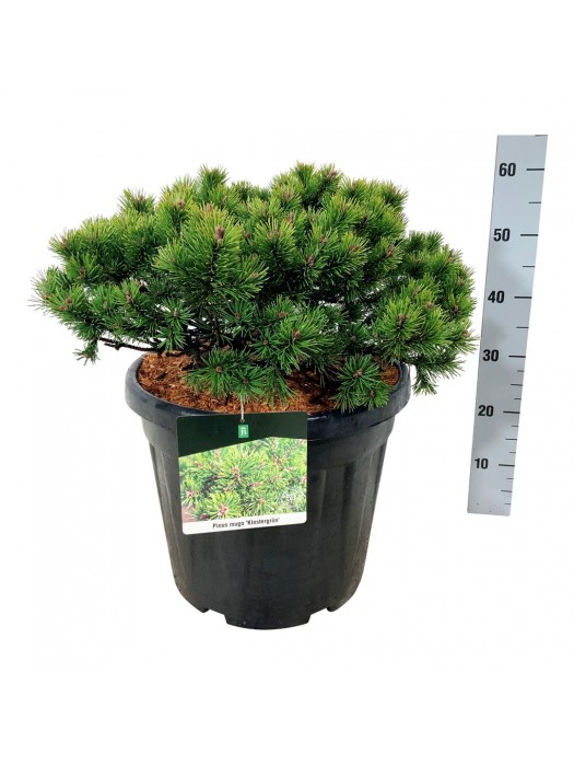 Pušis kalninė (Lot Pinus mugo) 'Klostergrun' C30 50-60 CM-PUŠYS-SPYGLIUOČIAI