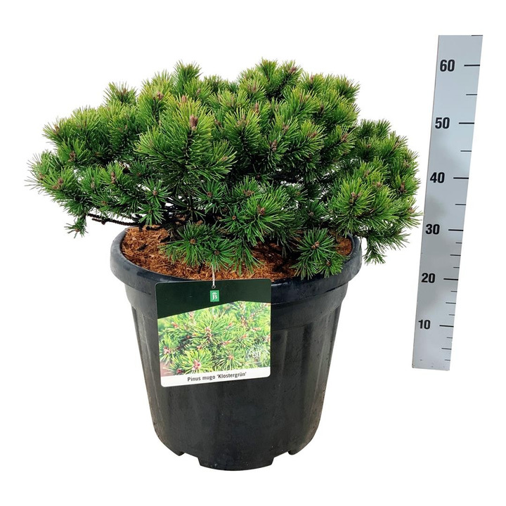 Pušis kalninė (Lot Pinus mugo) 'Klostergrun' C30 50-60 CM-PUŠYS-SPYGLIUOČIAI