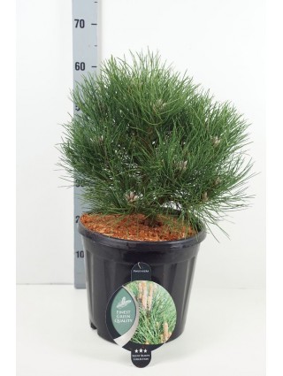 Pušis juodoji (Lot Pinus nigra) 'Nana' C13 30-40 CM-PUŠYS-SPYGLIUOČIAI