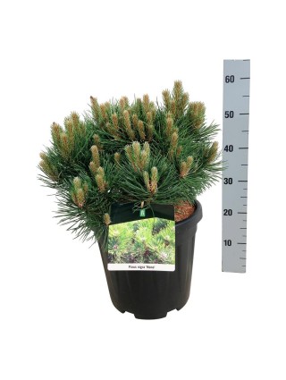 Pušis juodoji (Lot Pinus nigra) 'Nana' C15 40-50 CM-PUŠYS-SPYGLIUOČIAI