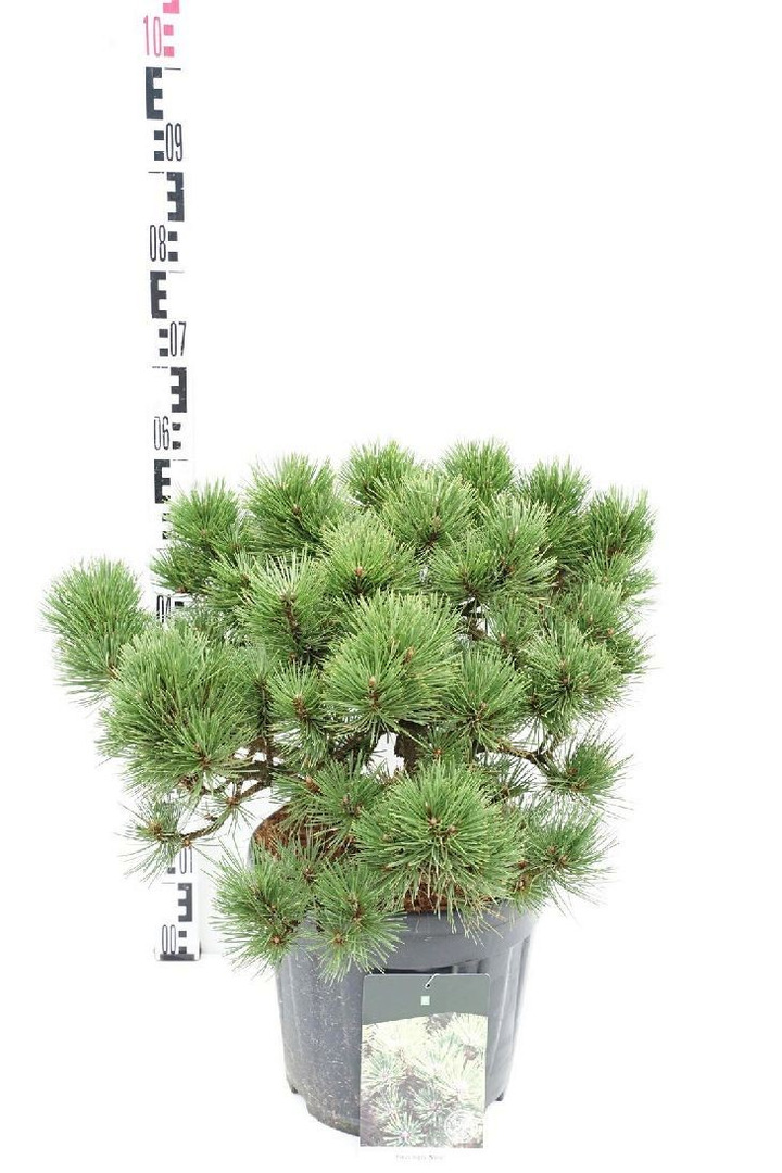 Pušis juodoji (Lot Pinus nigra) 'Nana' C15 50-60 CM-PUŠYS-SPYGLIUOČIAI