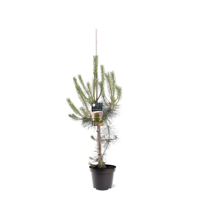 Pušis juodoji nigra (Lot Pinus nigra nigra) C7,5/P26 80-100 CM-PUŠYS-SPYGLIUOČIAI