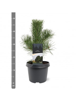 Pušis juodoji nigra (Lot Pinus nigra nigra) C3/P19 40-50 CM-PUŠYS-SPYGLIUOČIAI