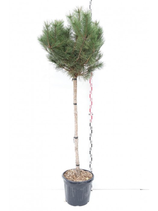 Pušis juodoji nigra (Lot Pinus nigra nigra) C50 KOTAS 120 CM-PUŠYS-SPYGLIUOČIAI