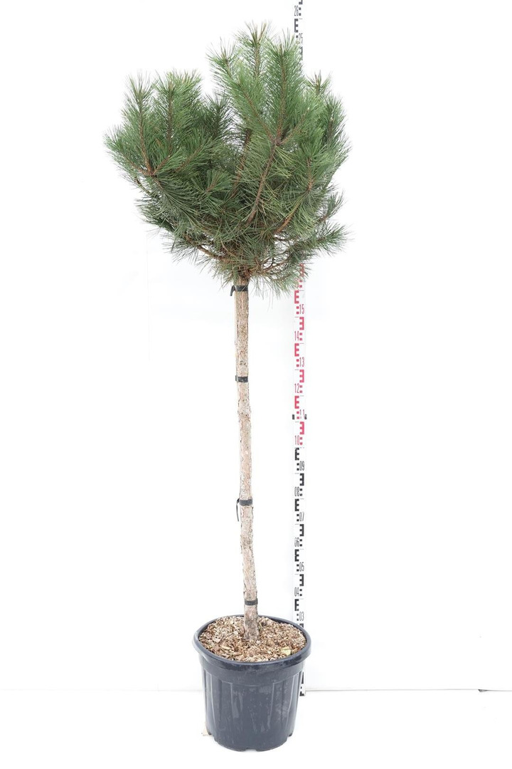 Pušis juodoji nigra (Lot Pinus nigra nigra) C50 KOTAS 120 CM-PUŠYS-SPYGLIUOČIAI