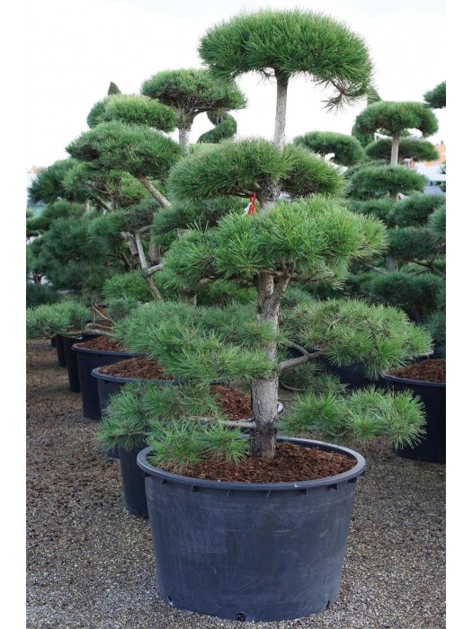 Pušis juodoji nigra (Lot Pinus nigra nigra) BONSAI 150-175 C285-PUŠYS-SPYGLIUOČIAI
