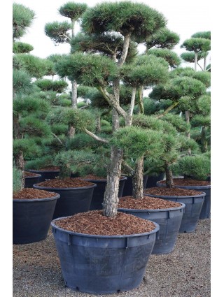 Pušis juodoji nigra (Lot Pinus nigra nigra) BONSAI 200-225 C500-PUŠYS-SPYGLIUOČIAI