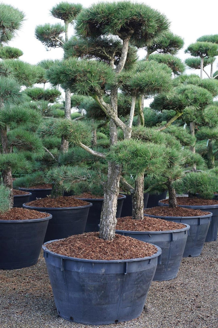 Pušis juodoji nigra (Lot Pinus nigra nigra) BONSAI 200-225 C500-PUŠYS-SPYGLIUOČIAI