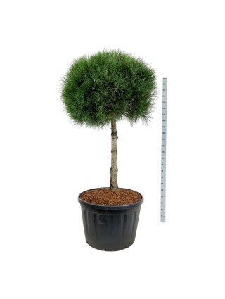 Pušis juodoji nigra (Lot Pinus nigra nigra) C230 KOTAS 100 CM-PUŠYS-SPYGLIUOČIAI