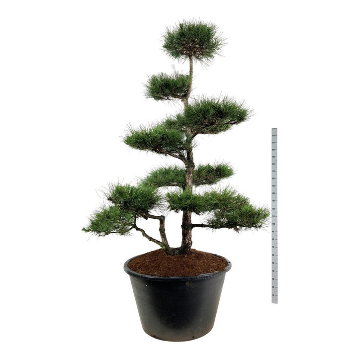 Pušis juodoji nigra (Lot Pinus nigra nigra) BONSAI 225-250 C500-PUŠYS-SPYGLIUOČIAI