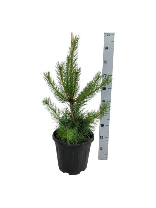 Pušis juodoji nigra (Lot Pinus nigra nigra) C15 50-60 CM-PUŠYS-SPYGLIUOČIAI