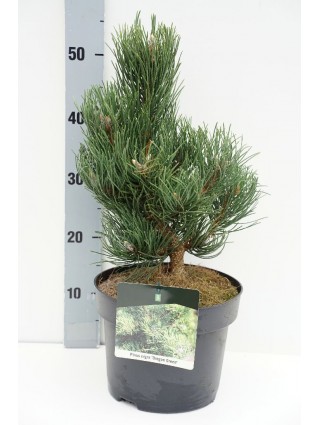 Pušis juodoji (Lot Pinus nigra) 'Oregon Green' C5/P23 30-40 CM-PUŠYS-SPYGLIUOČIAI