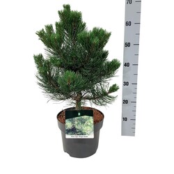 Pušis juodoji (Lot Pinus nigra) 'Oregon Green' C5/P23 30-40 CM - nuotrauka 2