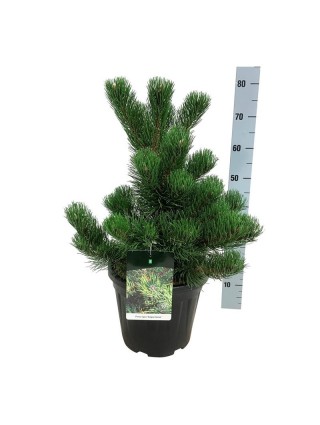 Pušis juodoji (Lot Pinus nigra) 'Oregon Green' C7,5/P26 50-60 CM-PUŠYS-SPYGLIUOČIAI