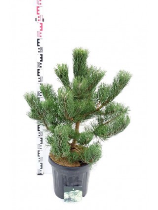 Pušis juodoji (Lot Pinus nigra) 'Oregon Green' C15 50-60 CM-PUŠYS-SPYGLIUOČIAI