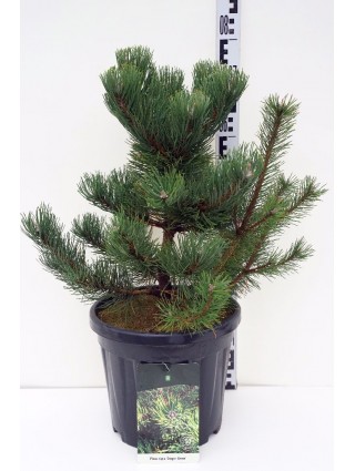 Pušis juodoji (Lot Pinus nigra) 'Oregon Green' C15 60-80 CM-PUŠYS-SPYGLIUOČIAI