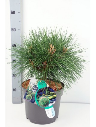 Pušis juodoji (Lot Pinus nigra) 'Pierrick Brégeon' C7,5/P26 30-40 CM-PUŠYS-SPYGLIUOČIAI