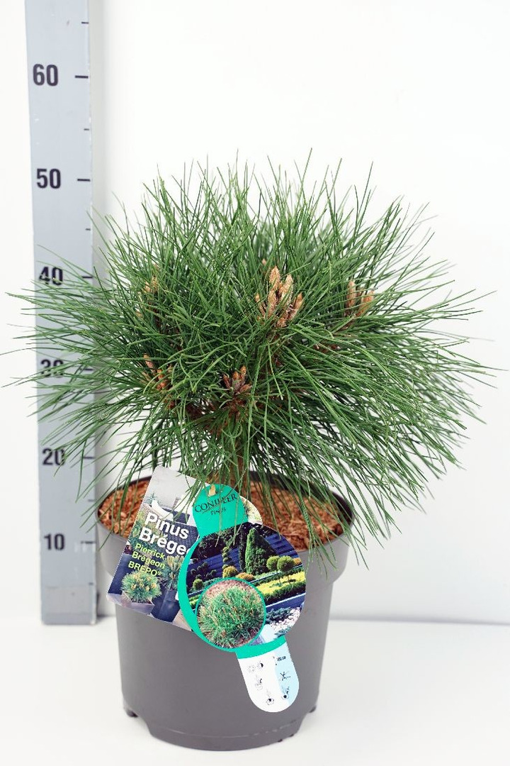 Pušis juodoji (Lot Pinus nigra) 'Pierrick Brégeon' C7,5/P26 30-40 CM-PUŠYS-SPYGLIUOČIAI