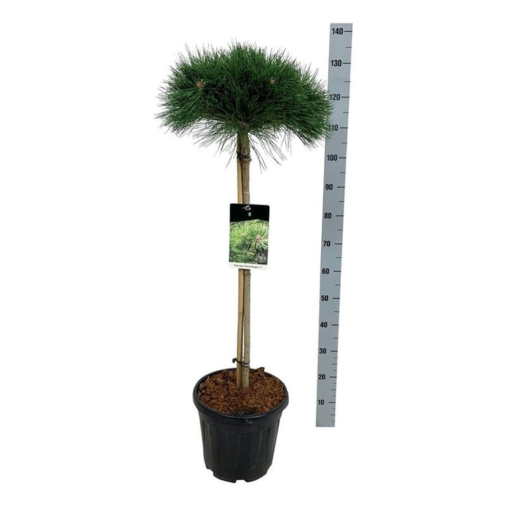 Pušis juodoji (Lot Pinus nigra) 'Pierrick Brégeon' C15 KOTAS 80 CM-PUŠYS-SPYGLIUOČIAI