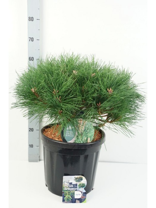 Pušis juodoji (Lot Pinus nigra) 'Pierrick Brégeon' C18 40-50 CM-PUŠYS-SPYGLIUOČIAI