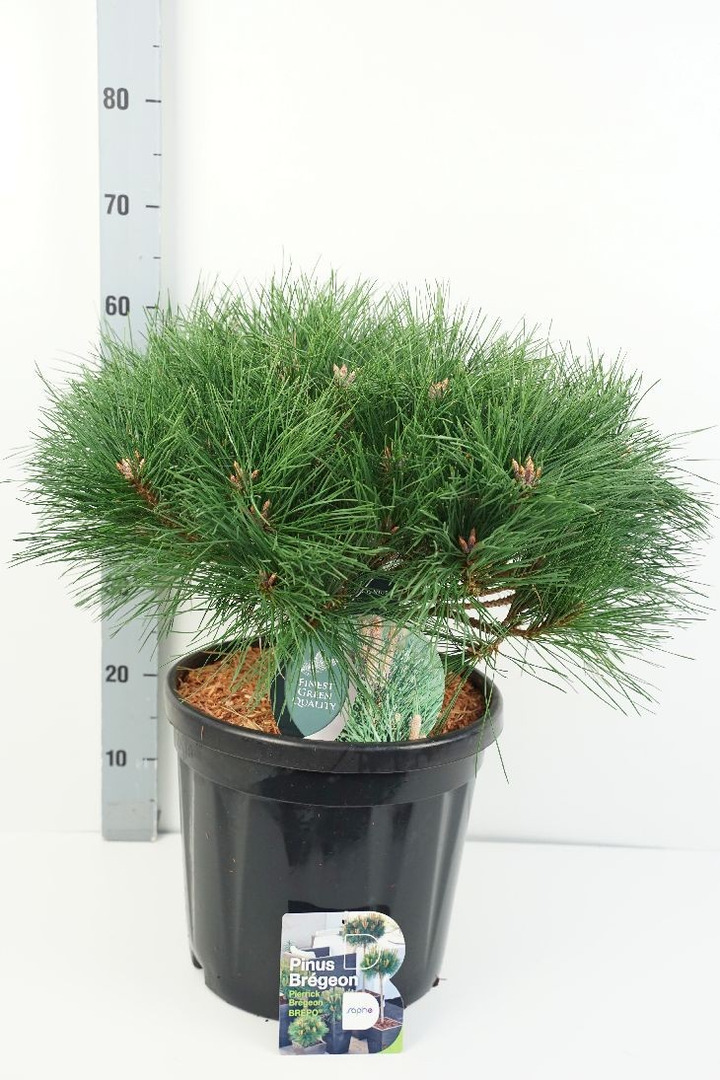 Pušis juodoji (Lot Pinus nigra) 'Pierrick Brégeon' C18 40-50 CM-PUŠYS-SPYGLIUOČIAI