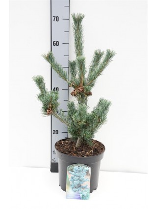 Smulkiažiedė pušis (Lot Pinus parv.) 'Glauca' C5/P23 40-50 CM-PUŠYS-SPYGLIUOČIAI