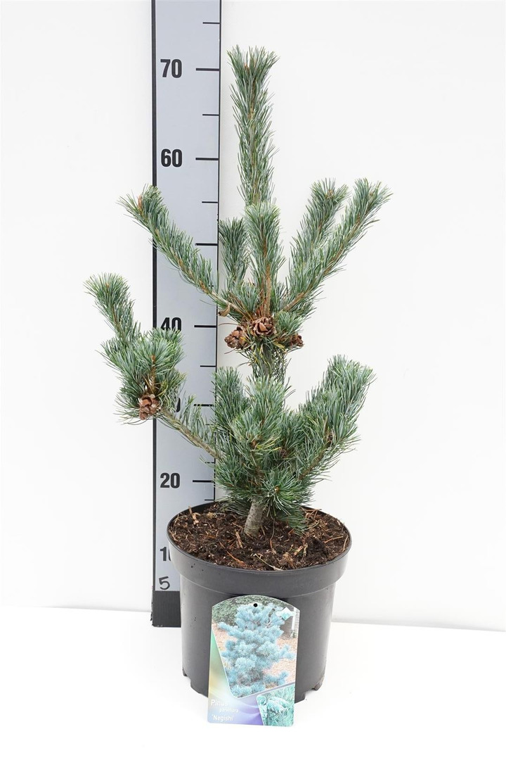 Smulkiažiedė pušis (Lot Pinus parv.) 'Glauca' C5/P23 40-50 CM-PUŠYS-SPYGLIUOČIAI
