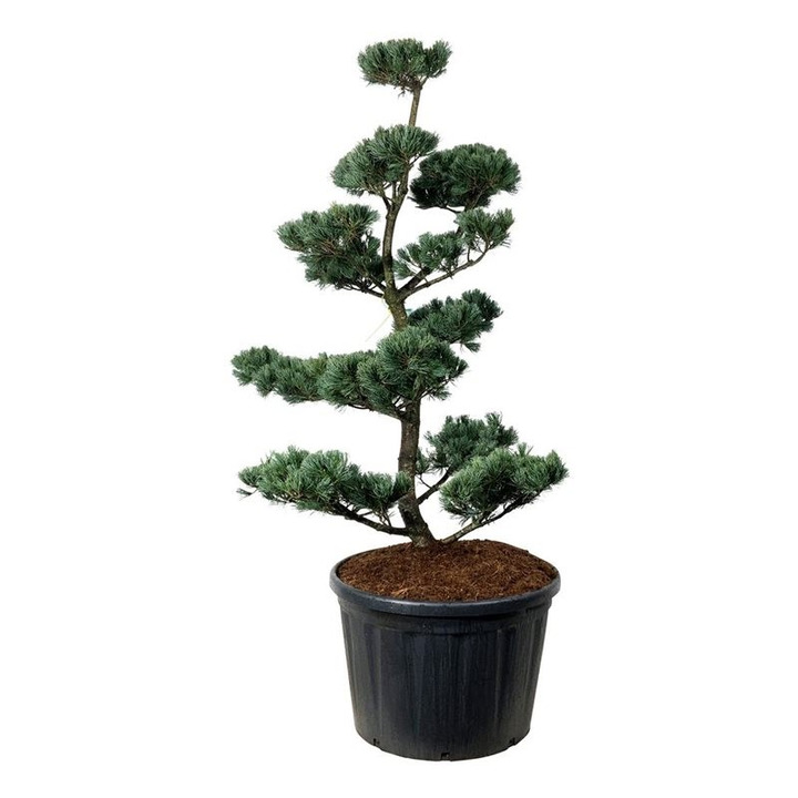 Smulkiažiedė pušis (Lot Pinus parv.) 'Glauca' BONSAI 175-200 C230-PUŠYS-SPYGLIUOČIAI