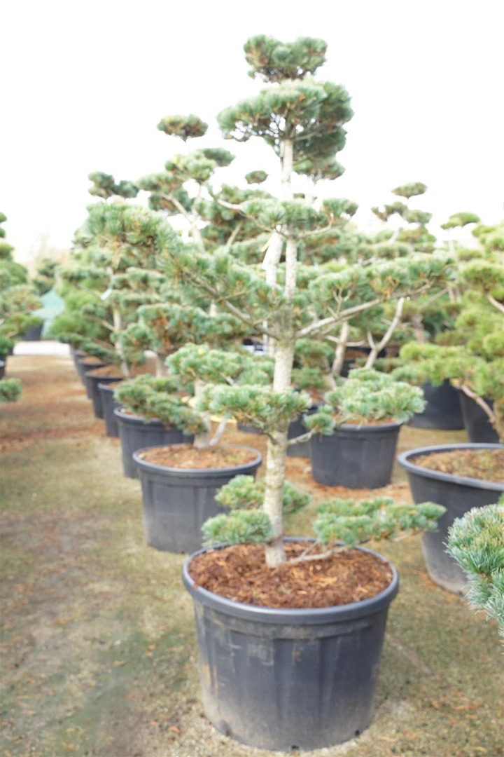 Smulkiažiedė pušis (Lot Pinus parv.) 'Glauca' BONSAI 175-200 C230-PUŠYS-SPYGLIUOČIAI