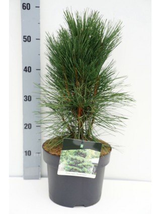 Pušis juodoji (Lot Pinus nigra) 'Pyramidalis' C5/P23 40-50 CM-PUŠYS-SPYGLIUOČIAI