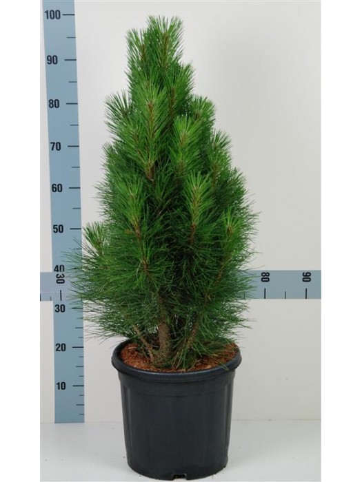 Pušis juodoji (Lot Pinus nigra) 'Pyramidalis' C13 60-80 CM-PUŠYS-SPYGLIUOČIAI