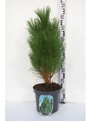 Pušis juodoji (Lot Pinus nigra) 'Pyramidalis' C7,5/P26 50-60 CM-PUŠYS-SPYGLIUOČIAI