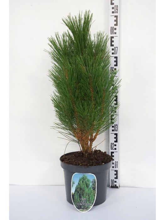 Pušis juodoji (Lot Pinus nigra) 'Pyramidalis' C7,5/P26 50-60 CM-PUŠYS-SPYGLIUOČIAI