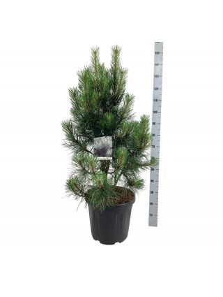 Pušis juodoji (Lot Pinus nigra) 'Pyramidalis' C30 80-100 CM-PUŠYS-SPYGLIUOČIAI