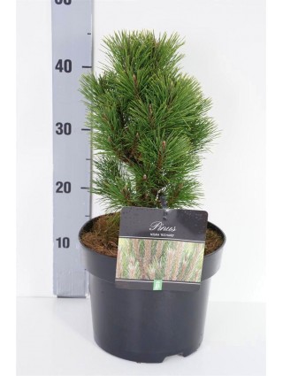 Pušis juodoji (Lot Pinus nigra) 'Richard' C5/P23 30-40 CM-PUŠYS-SPYGLIUOČIAI