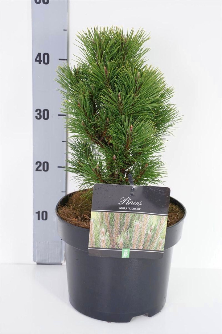 Pušis juodoji (Lot Pinus nigra) 'Richard' C5/P23 30-40 CM-PUŠYS-SPYGLIUOČIAI