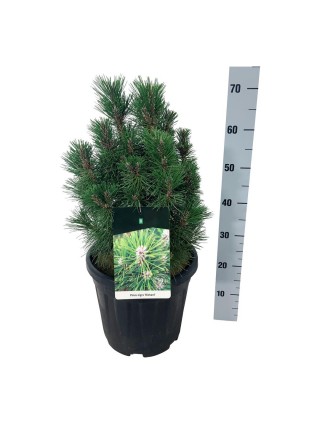 Pušis juodoji (Lot Pinus nigra) 'Richard' C15 40-50 CM-PUŠYS-SPYGLIUOČIAI