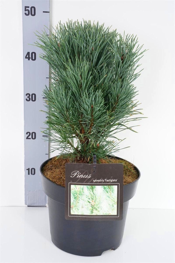 Pušis paprastoji (Lot Pinus sylv.) 'Fastigiata' C5/P23 30-40 CM-PUŠYS-SPYGLIUOČIAI