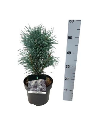 Pušis paprastoji (Lot Pinus sylv.) 'Fastigiata' C5/P23 30-40 CM-PUŠYS-SPYGLIUOČIAI